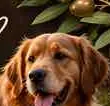 Pet friendly