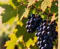Bunches of dark grapes on the vine